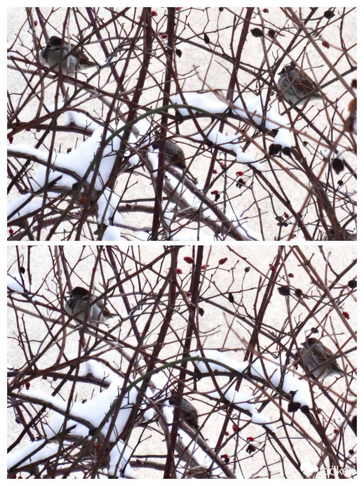 verebek a csipkebokorban