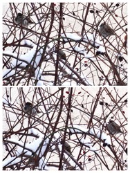 verebek a csipkebokorban