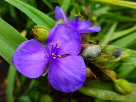 tradescantia