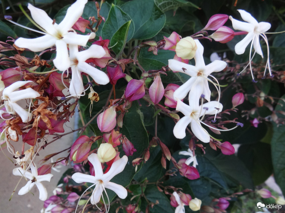 egy most  virágzó fa