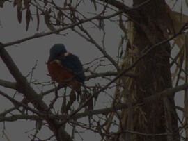 jégmadár ennyit láttam belőle