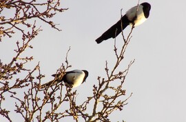napozó szarkák a magasban