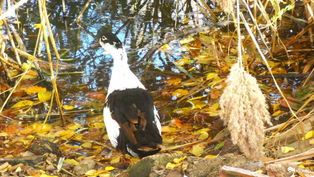 régi ismerős a Feneketlen tó-nál.