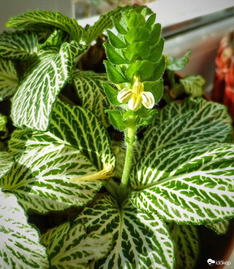 hálóslevél(fittonia)