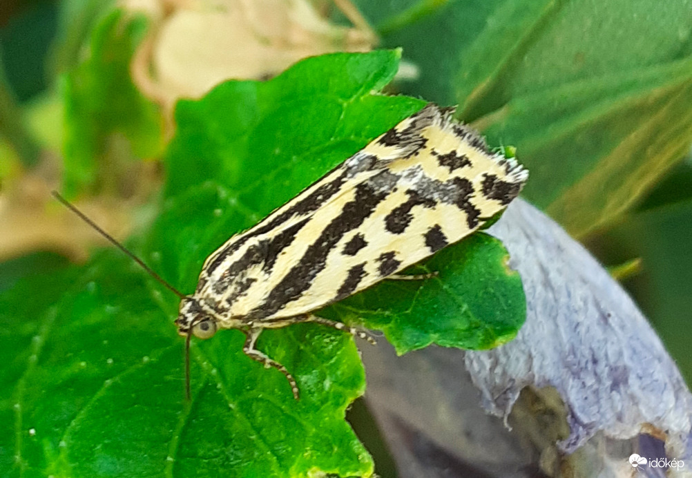 Zebrabagoly lepke