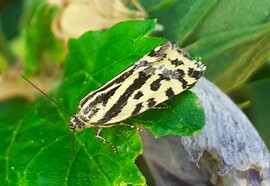 Zebrabagoly lepke