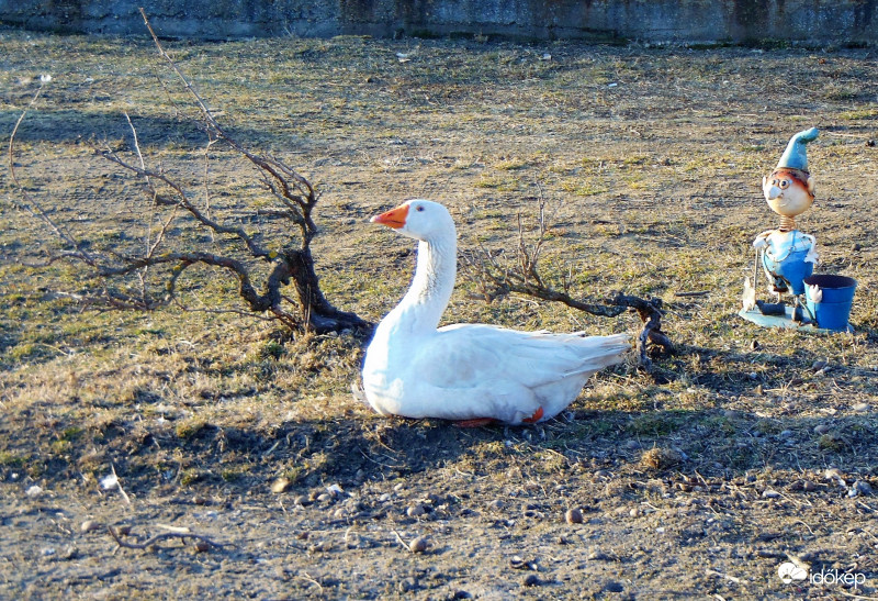 Liba csendélet