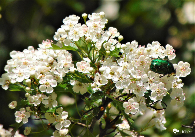 Gyöngyvessző és rózsabogár