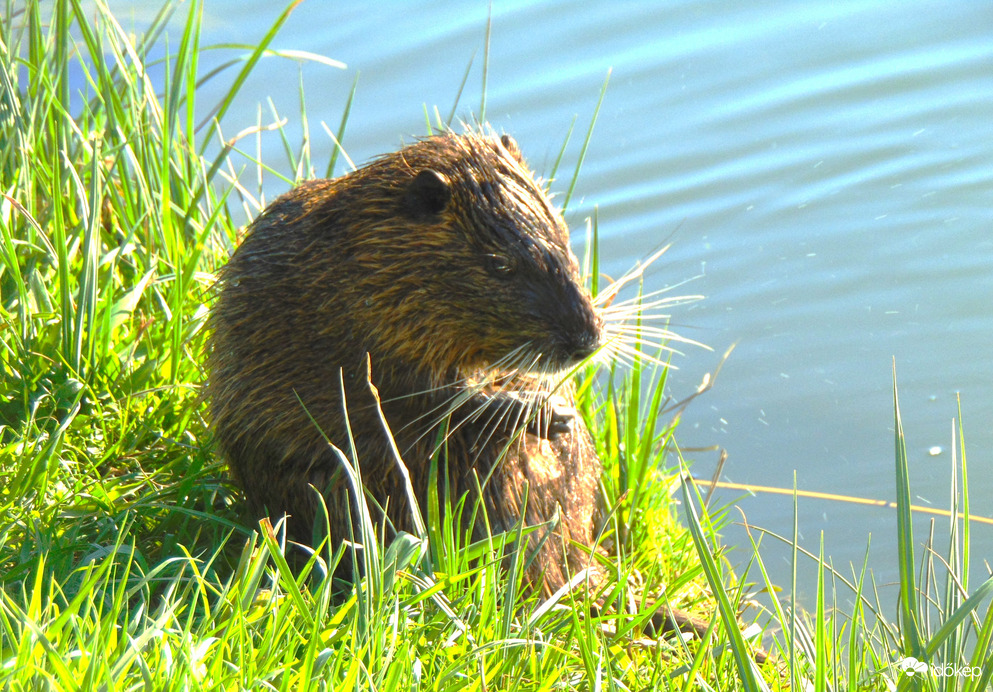Stettni tó nutria 2
