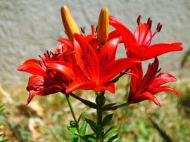 Piros liliom