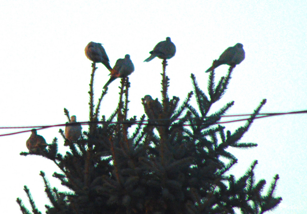 Karácsonyi csúcsdíszek a természetben