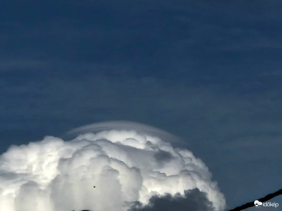 Pileus 