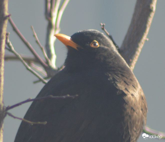 Boldog Új Évet Kívánok mindenkinek szeretettel! 