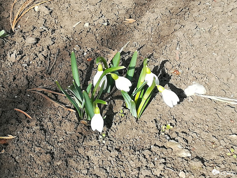 Maklár