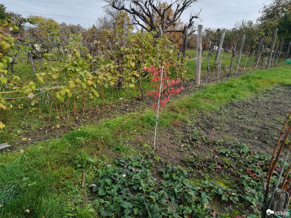 Maklár