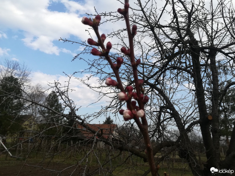 Maklár