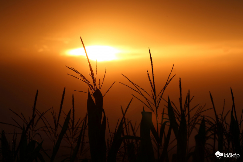 Kukorica naplementeben 
