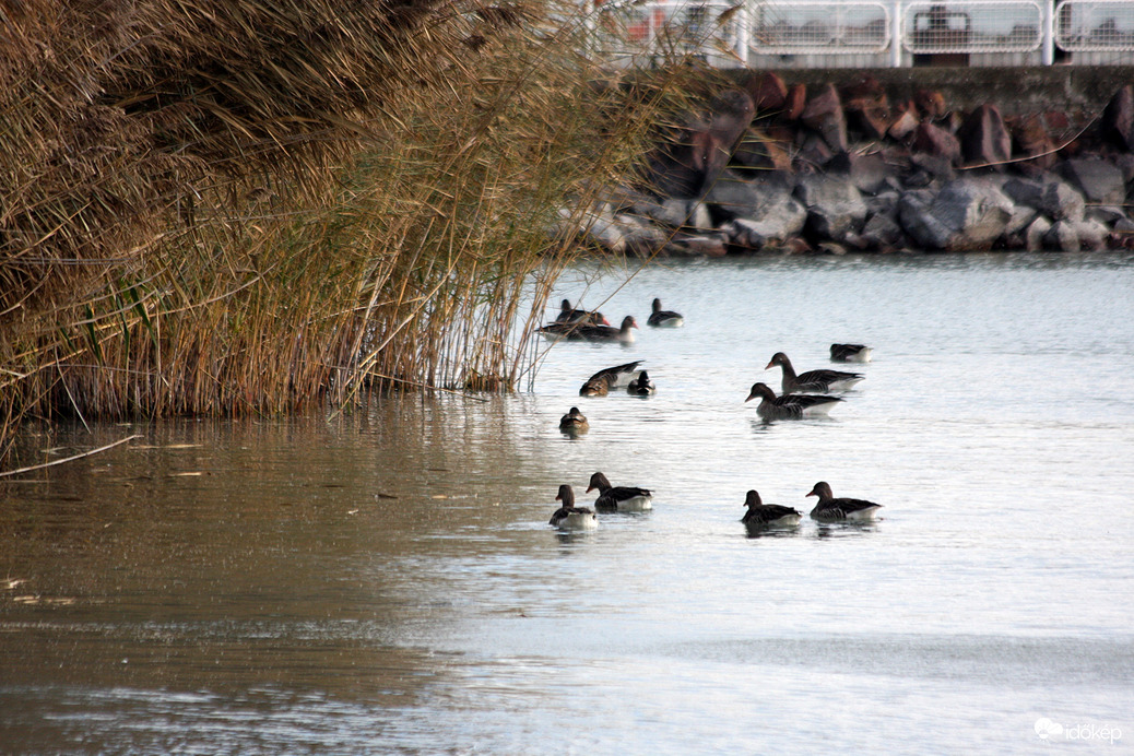 Kisfaludy strand; Balatonfüred nyári ludak