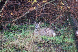 Reggeli vendég Arácson