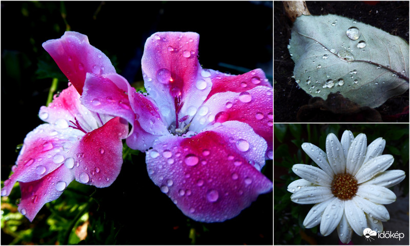 Pár csepp, ennyi és nem több