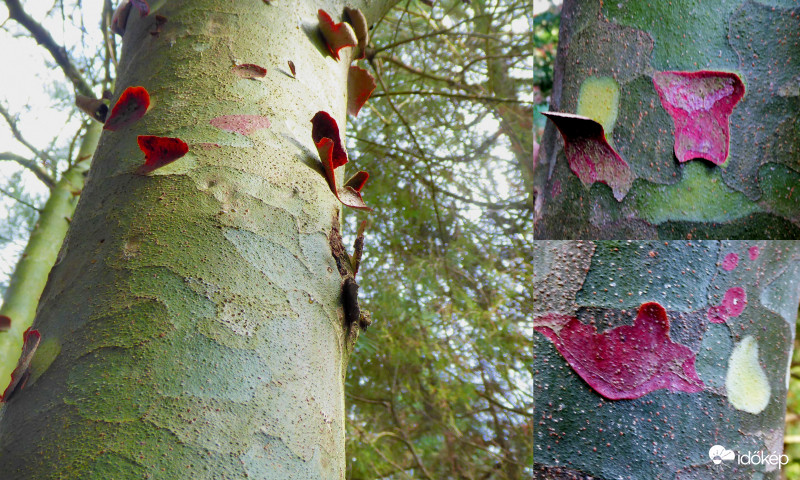 Tarkakérgű fenyő színesen hámlik, alulról pillangóknak látszanak lepergő kéregdarabjai