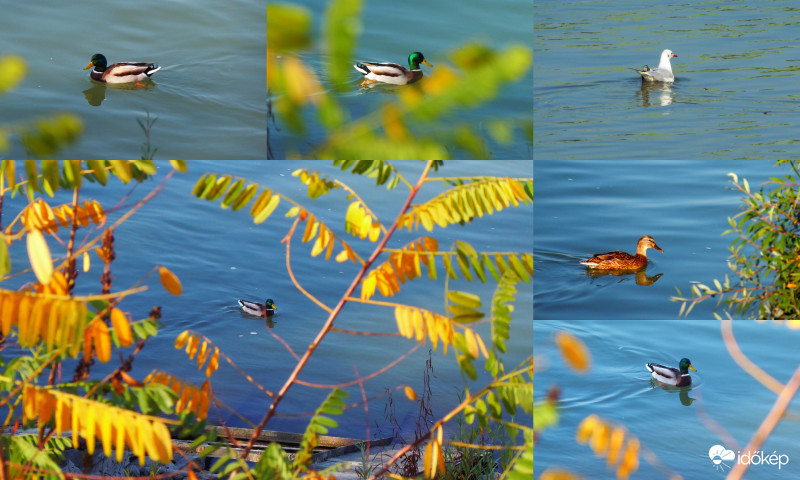 Színes vízi élet a Dunán
