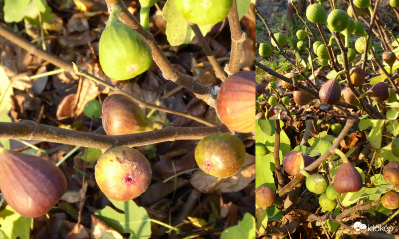 Megállítanám az(meleg) időt, de nem lehet