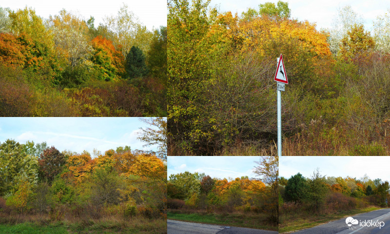 Aranyló ősz úton-útfélen