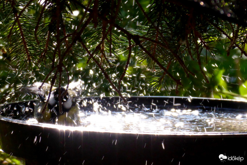 Csak úgy szórta a vizet a fürdőző cinke