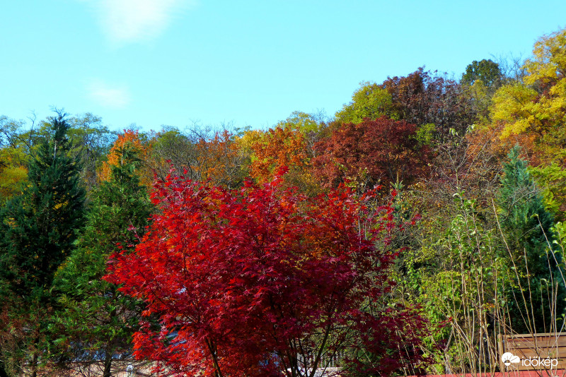 Őszi szépségverseny