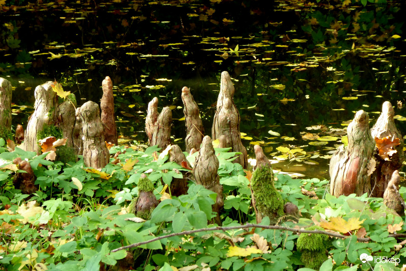 Mocsári ciprus légzőgyökerei