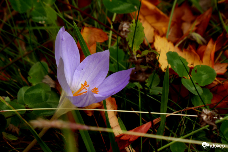 Tavaszt időző virág őszi levelek között, nyárias melegben