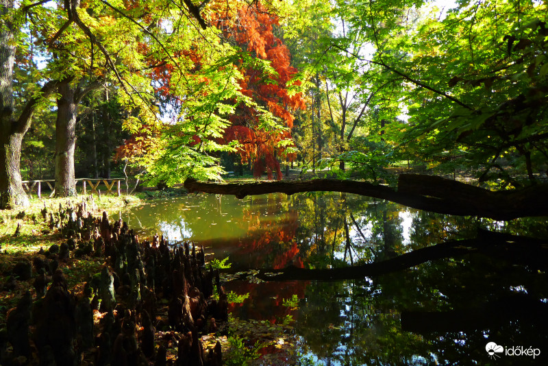 Légzőgyökér család csodálja az őszi pompát