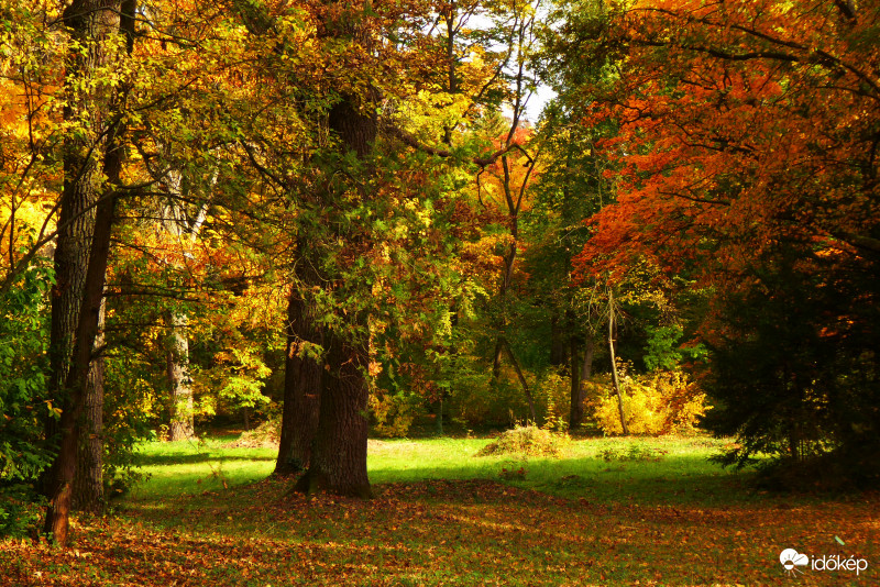 Halk zörejjel érnek földet a hulló levelek