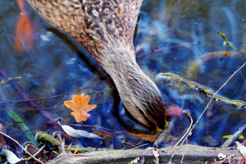 Mélyebben van a kiszemelt falat