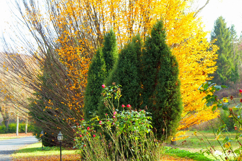 Tűzijáték novemberben