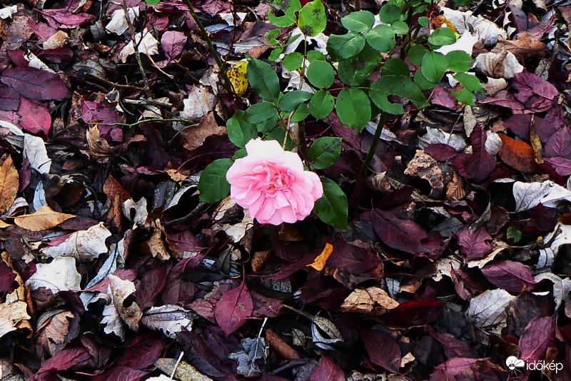 Hercegnő és udvarhölgyei