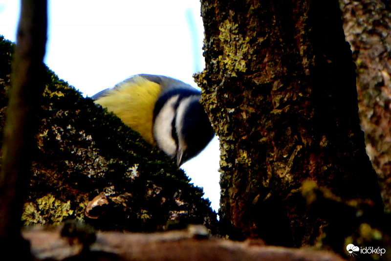 Valami mocorog a kéreg alatt