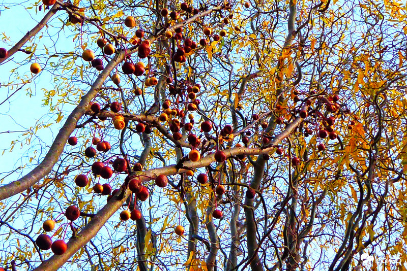 Aranyhaj és....sok bogyó