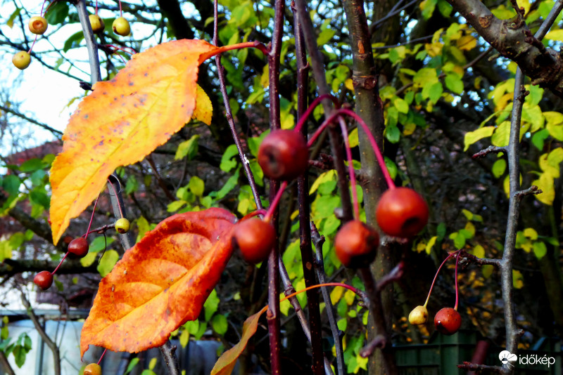 Két levél, négy bogyó és még jó néhány