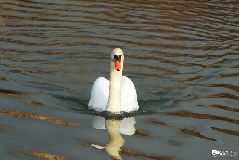 Nemes megjelenésű hullám lovag