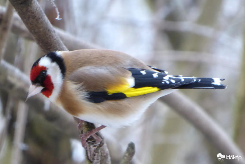 Beneveztem a kerti szépségversenybe