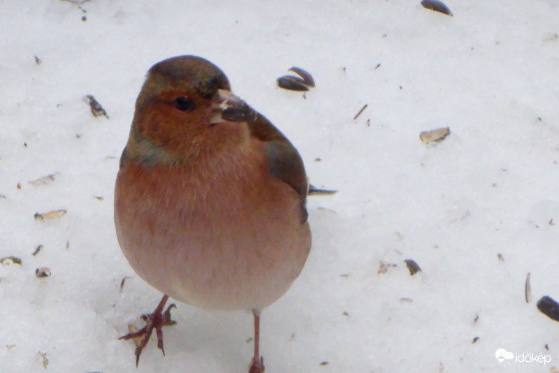 Vagyok olyan legény, mint te.....