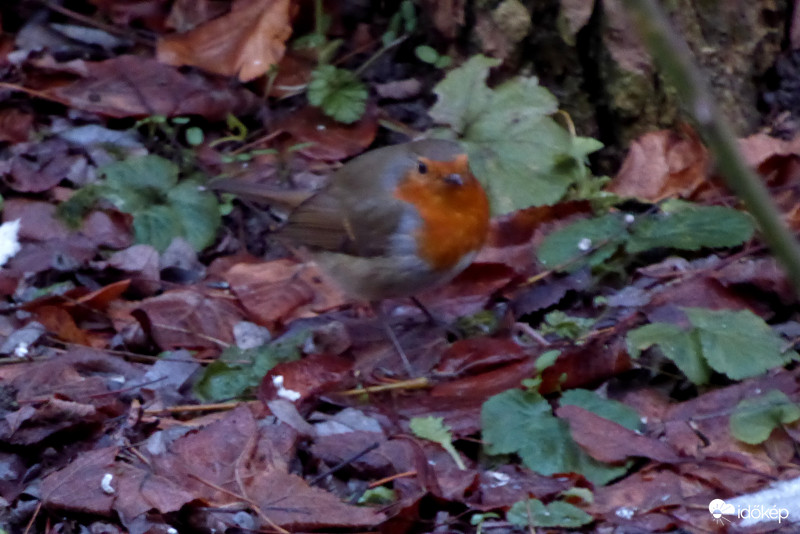 Amikor elnéptelenedik az etető, alkonyi sötétség borítja a kertet, akkor jön keresgélni a szolid kis vörösbegy