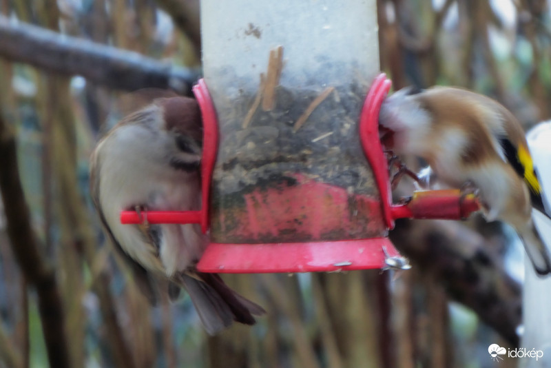 Engedd el a csőröm, te szamár!