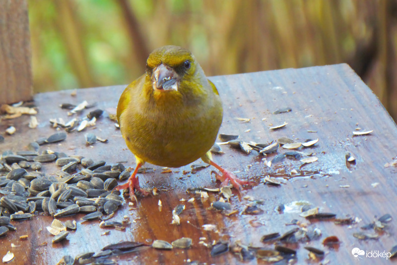 Csúszik a parketta!