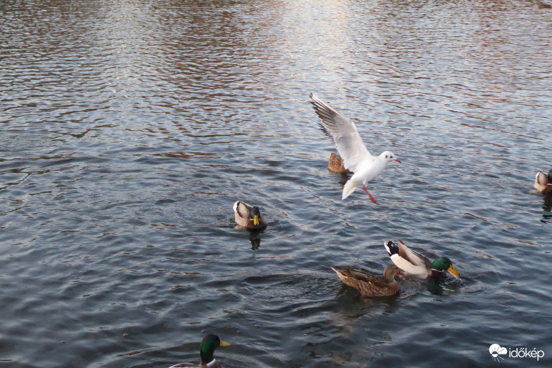 Meglepetést fog okozni a landolás
