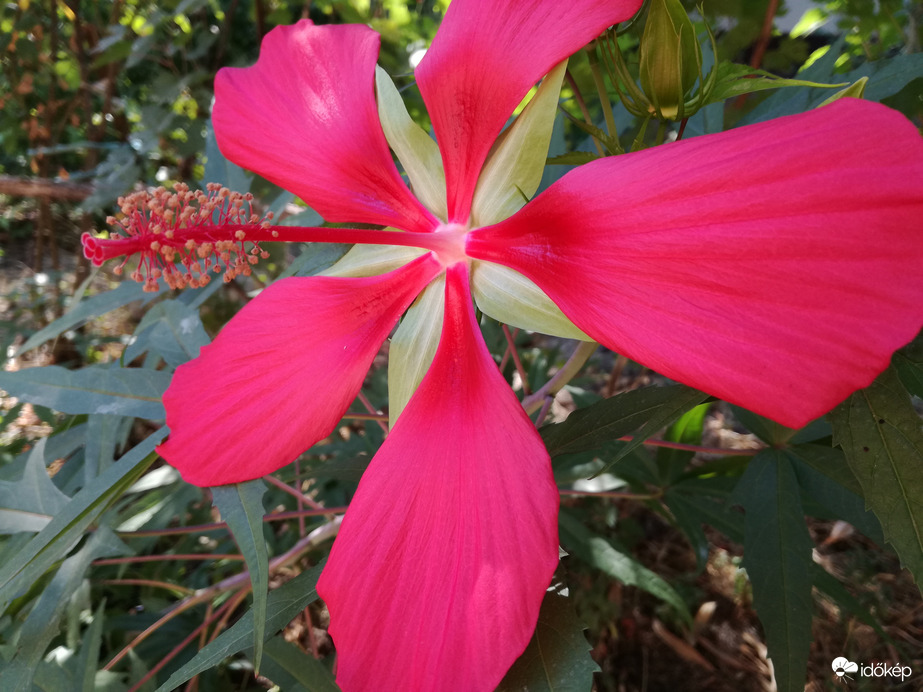 Kenderlevelű mocsári hibiszkusz 