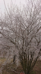 Csemő
