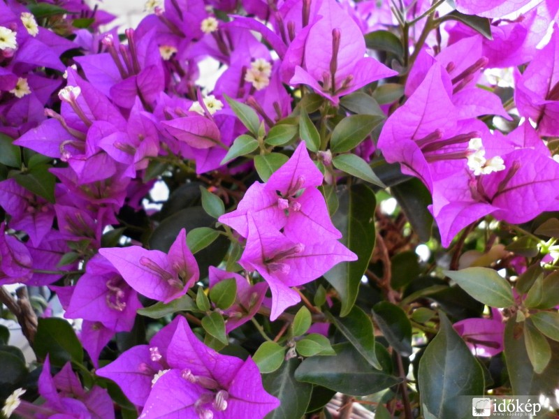 Bougainvillea